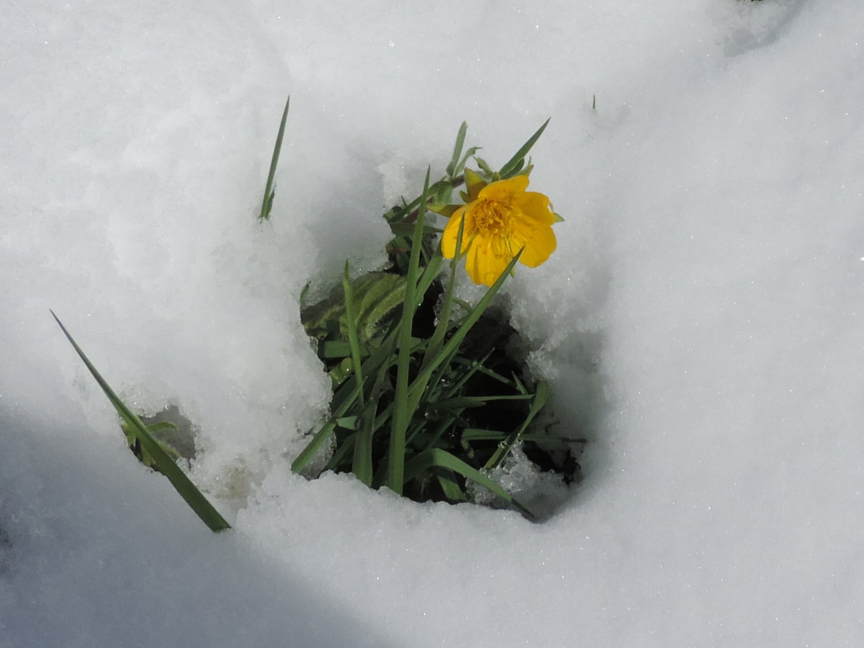 La dura vita dei fiori di montagna